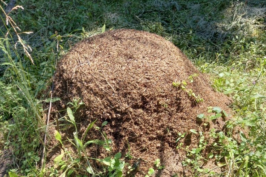 Большой муравейник. Огромный Муравейник. Муравейники в России. Самый большой Муравейник в России. Муравейник в поле.